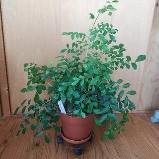 シルクジャスミン(ゲッキツ)／観葉植物／55cm