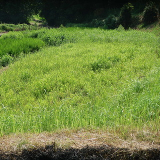畑　農園　サンデー農園　貸し農園　自分で畑をしませんか？　野菜を自身で～　貸農園　家庭菜園 - 短期賃貸