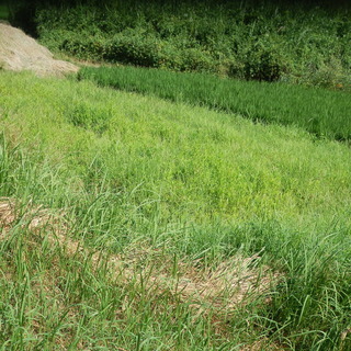 畑　農園　サンデー農園　貸し農園　自分で畑をしませんか？　野菜を自身で～　貸農園　家庭菜園 - 不動産