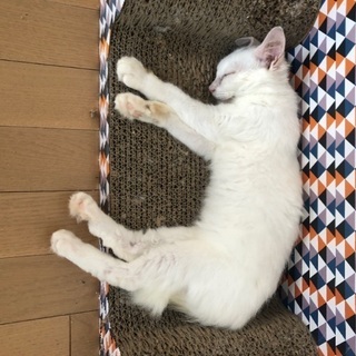 白猫オッドアイ。生後二ヶ月の女の子 - 猫