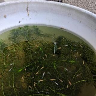 メダカの稚魚種類はいろいろ