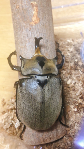 ノゲイラゾウカブトオス単品(カブトムシ)