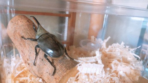 グランとシロカブトオス単品(カブトムシ)