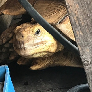 リクガメ