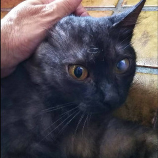 親猫、子猫の里親さん募集しております。
