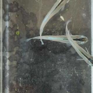 📣　カブキメダカの 若魚　10匹  800円