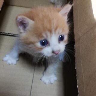 保護猫 約１ヶ月程