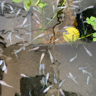 メダカ里親募集の画像