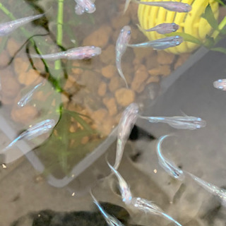 メダカ里親募集の画像