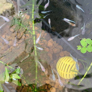 メダカ里親募集の画像