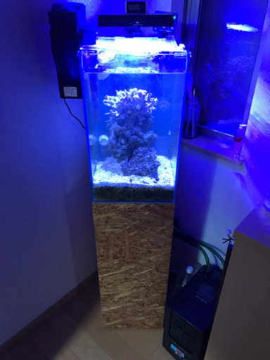 【決まりました】海水魚飼育セット　フルセット　生体込み(1枚目から4枚目のみ、5枚目は参考画像)