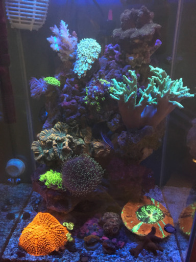 【決まりました】海水魚飼育セット　フルセット　生体込み(1枚目から4枚目のみ、5枚目は参考画像)