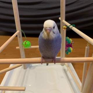 セキセイインコ幼鳥（７月上旬生まれ）里親、候補決まりました。