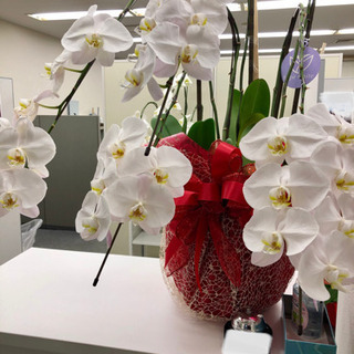 胡蝶蘭　咲き終わりです