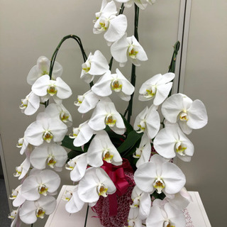胡蝶蘭　花が咲き終わり