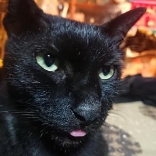 急募 黒猫 オス 虚勢済み