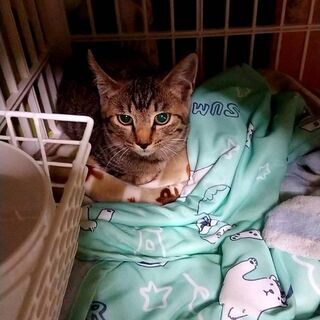 麦ワラちゃん、きじとらちゃん