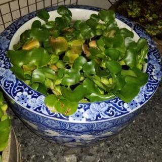 布袋草