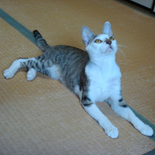 保護した迷い猫の里親を探しています。