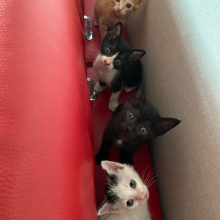 1ヶ月半の元気な4兄弟【終の住処決まりました🙇‍♀️】