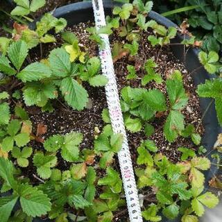 お引き取りに来られる方#ワイルドストロベリー#300円の画像