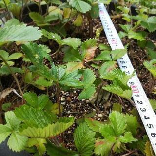 お引き取りに来られる方#ワイルドストロベリー#300円の画像