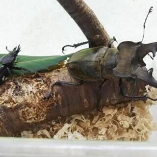 ミヤマクワガタ ノコギリクワガタ 各2ペア