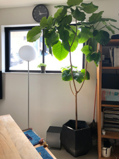 ウンベラータ①