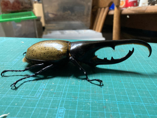 ヘラクレスオオカブト　ペア　2020.12