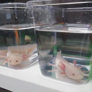 ウーパールーパー生後5ヶ月
