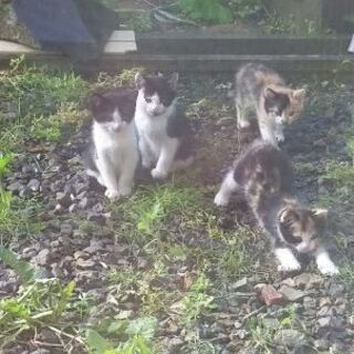 猫の貰い手募集