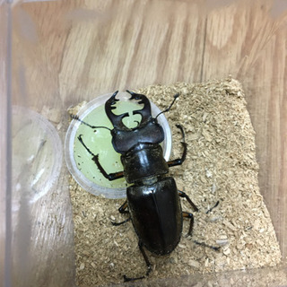 宮崎県産ミヤマクワガタ　オス　メス　メス　3匹セット