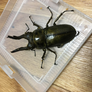 ババオウゴンオニクワガタ　ペア