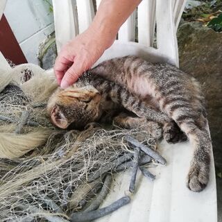 せそこのねこ