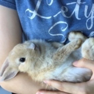 ネザーの子うさぎSOS
