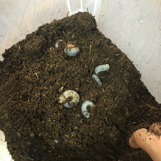 カブトムシ　幼虫