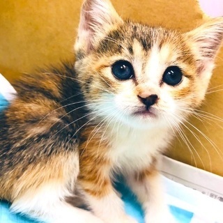 子猫の三毛ちゃん(♀) 里親募集【一時募集停止】