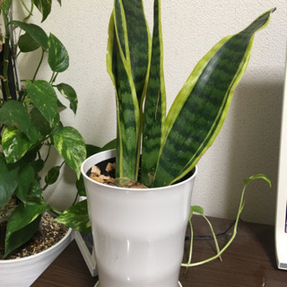 【受渡先決定】サンスベリア