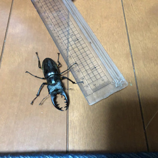 公園採取！ミヤマクワガタ　約6mm の画像