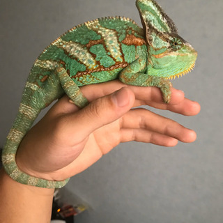 (里親募集)エボシカメレオン雄1.5歳の画像