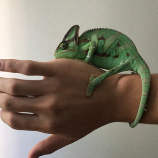 (里親募集)エボシカメレオン雄1.5歳