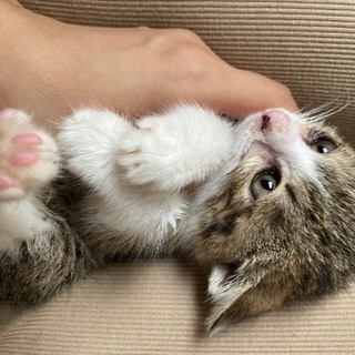 3ヶ月の子猫♀です