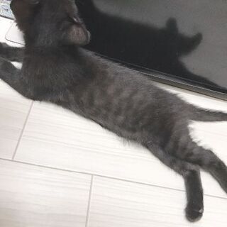 2ヶ月弱の黒猫の女の子 - 愛知郡