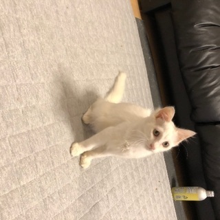 真っ白な美猫　生後3ヶ月の男の子 - 船橋市