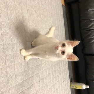真っ白な美猫　生後3ヶ月の男の子