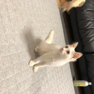 真っ白な美猫　生後3ヶ月の男の子 - 猫