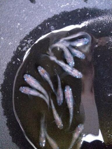 白虎系ラメメダカ 30匹以上