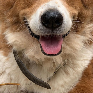 家系の事情でやむおえなく愛犬の為にも里親を探しています