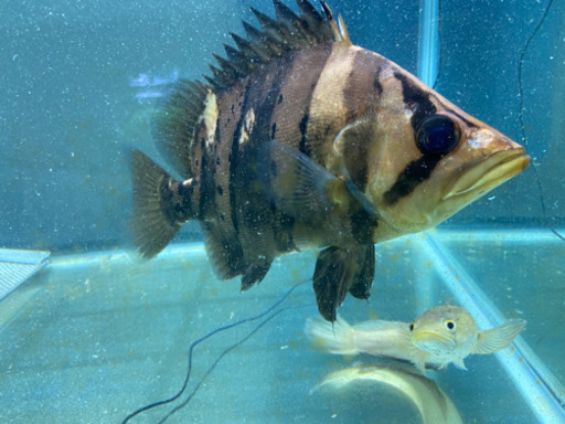 値段交渉受けますダトニオリアルバンド（±30）