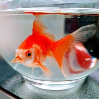 金魚友達